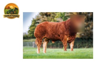 semen-limousin-carrickmore-maximus-campeao-nacional-limousin-2018-recorde-de-38000-euros