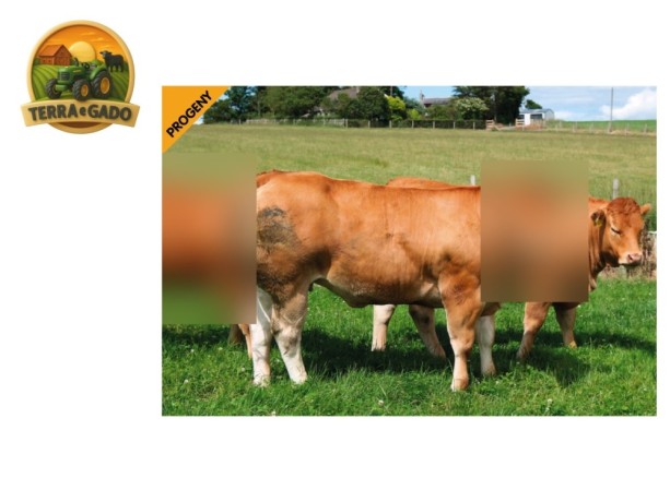 semen-limousin-carnew-millreef-bezerros-quadrados-e-conformados-novilha-de-cinco-digitos-big-4