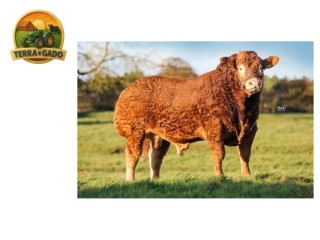 semen-limousin-carnew-lionheart-parto-facil-comprovado-pai-de-mystyle-nandini