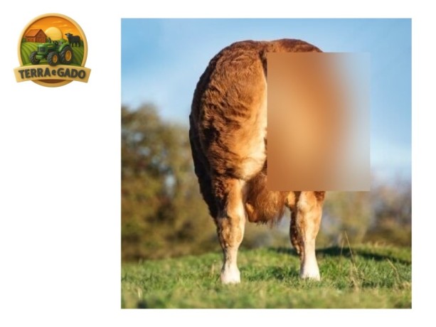 semen-limousin-carnew-lionheart-parto-facil-comprovado-pai-de-mystyle-nandini-big-1