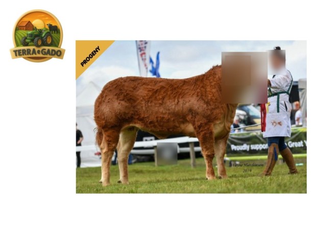 semen-limousin-carnew-lionheart-parto-facil-comprovado-pai-de-mystyle-nandini-big-2