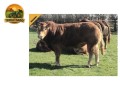 semen-limousin-bolide-filho-de-neuf-exportado-para-varios-paises-small-2