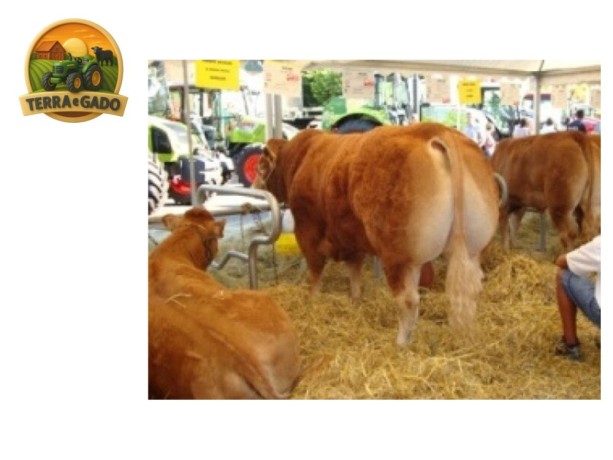 semen-limousin-bolide-filho-de-neuf-exportado-para-varios-paises-big-0