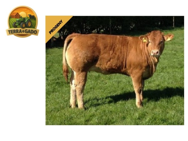 semen-limousin-bolide-filho-de-neuf-exportado-para-varios-paises-big-1