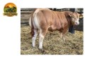 semen-limousin-barrons-sammie-partos-sem-assistencia-facil-acabamento-small-0