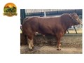 semen-limousin-barrons-sammie-partos-sem-assistencia-facil-acabamento-small-1