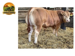 semen-limousin-barrons-sammie-partos-sem-assistencia-facil-acabamento