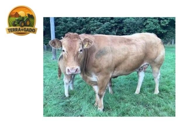semen-limousin-barrons-sammie-partos-sem-assistencia-facil-acabamento-big-2