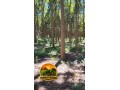 cedro-australiano-para-venda-toras-sob-medida-entrega-no-caminhao-small-1