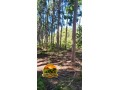 cedro-australiano-para-venda-toras-sob-medida-entrega-no-caminhao-small-0