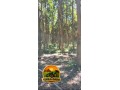 cedro-australiano-para-venda-toras-sob-medida-entrega-no-caminhao-small-2
