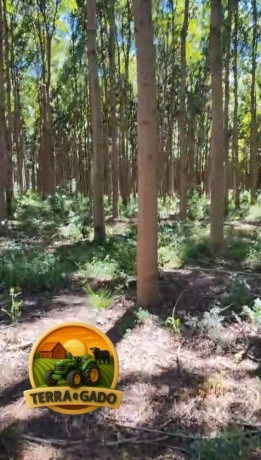 cedro-australiano-para-venda-toras-sob-medida-entrega-no-caminhao-big-1