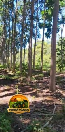 cedro-australiano-para-venda-toras-sob-medida-entrega-no-caminhao-big-0