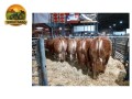 semen-limousin-barrons-major-f94l-duplo-novilhas-ate-6300-libras-small-2