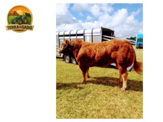 semen-limousin-barrons-major-f94l-duplo-novilhas-ate-6300-libras