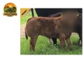 semen-limousin-ballinloan-jaegerbomb-filho-de-foreman-somente-uso-comercial-small-2