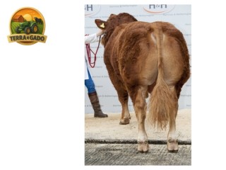 semen-limousin-ballinloan-jaegerbomb-filho-de-foreman-somente-uso-comercial