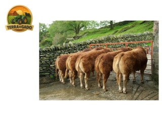 semen-limousin-attirant-melhor-touro-de-rebanho-na-competicao-nacional-2011