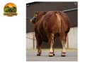 semen-limousin-ampertaine-topper-filho-de-ampertaine-foreman-aptidao-materna-small-0