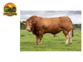 semen-limousin-ampertaine-magnum-70000-guineus-parto-facil-e-gestacao-curta