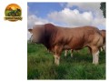semen-limousin-ampertaine-jeronimo-pai-dos-maiores-precos-de-2024-parto-facil-small-0