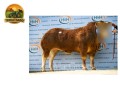 semen-limousin-ampertaine-jeronimo-pai-dos-maiores-precos-de-2024-parto-facil-small-1