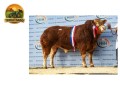 semen-limousin-ampertaine-jeronimo-pai-dos-maiores-precos-de-2024-parto-facil-small-3