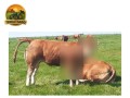 semen-limousin-ampertaine-jeronimo-pai-dos-maiores-precos-de-2024-parto-facil-small-2
