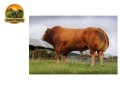 semen-limousin-ampertaine-jackpot-gestacao-curta-e-parto-facil-irmao-de-ampertaine-foreman-small-0