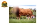 semen-limousin-ampertaine-jackpot-gestacao-curta-e-parto-facil-irmao-de-ampertaine-foreman-small-4