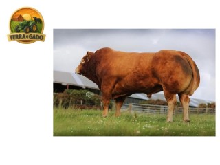 semen-limousin-ampertaine-jackpot-gestacao-curta-e-parto-facil-irmao-de-ampertaine-foreman
