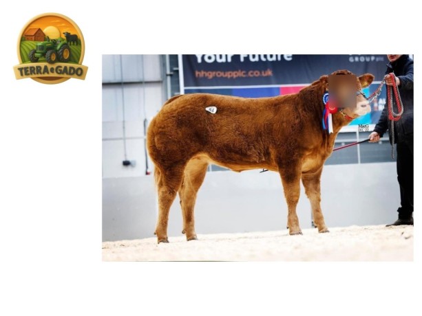 embriao-limousin-grau-a-sarkley-sybella-x-touro-a-escolha-reserva-de-campea-red-ladies-2022-big-0