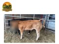 embriao-limousin-grau-a-goldy-horn-x-touro-a-escolha-produtora-de-bezerros-de-exposicao-small-4